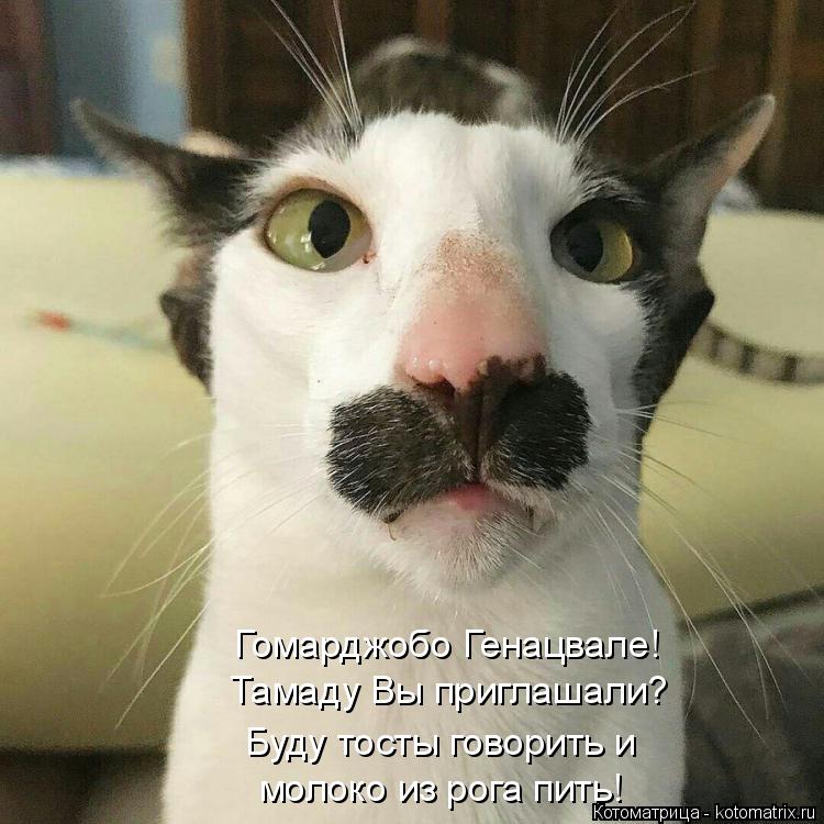 Котоматрица: Гомарджобо Генацвале! Тамаду Вы приглашали? Буду тосты говорить и молоко из рога пить!