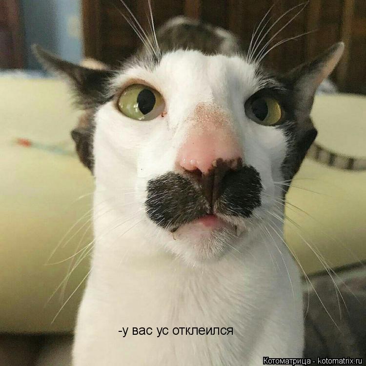 Котоматрица: -у вас ус отключил -у вас ус отключил -у вас ус отклеился