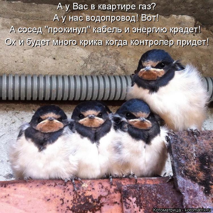 Котоматрица: А у Вас в квартире газ? А у нас водопровод! Вот! А сосед "прокинул" кабель и энергию крадет! Ох и будет много крика когда контролер придет!