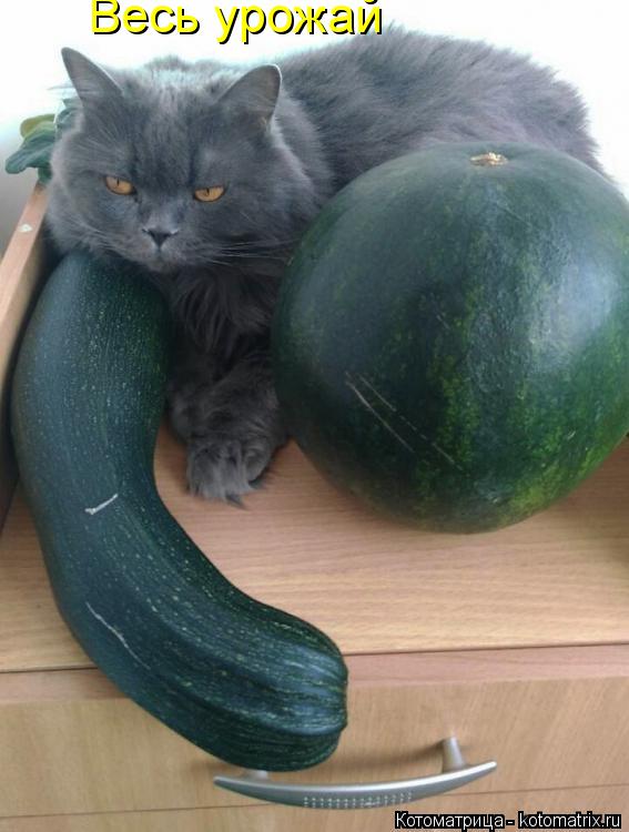 Котоматрица: Весь урожай
