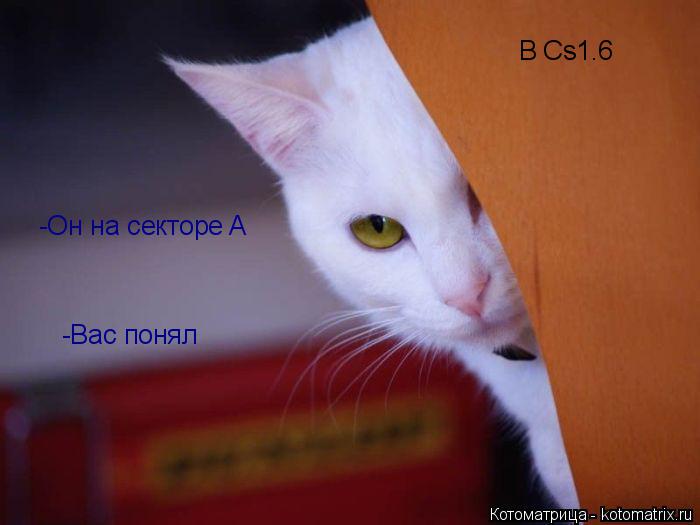 Котоматрица: -Вас понял В Cs1.6 -Он на секторе A