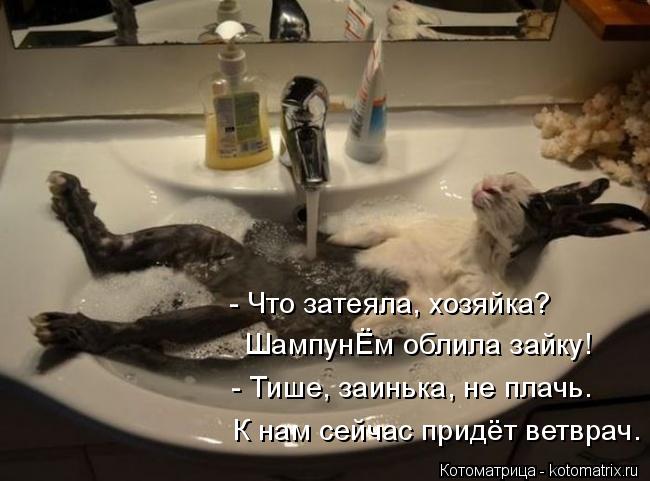 Котоматрица: - Что затеяла, хозяйка? ШампунЁм облила зайку!  - Тише, заинька, не плачь. К нам сейчас придёт ветврач.