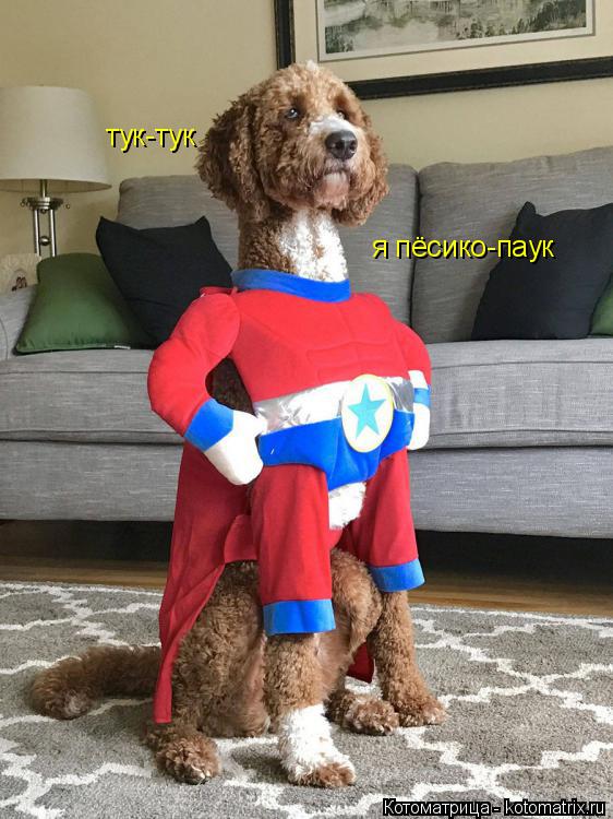 Котоматрица: тук-тук я пёсико-паук