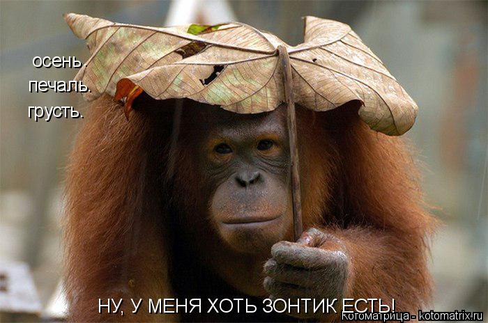 Котоматрица: осень . печаль. грусть. НУ, У МЕНЯ ХОТЬ ЗОНТИК ЕСТЬ!