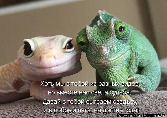 Котоматрица: и в добрый путь, на долгие года! Давай с тобой сыграем свадьбу, но вместе нас свела судьба. Хоть мы с тобой из разных видов,