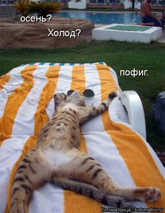 Котоматрица: осень? Холод? пофиг.