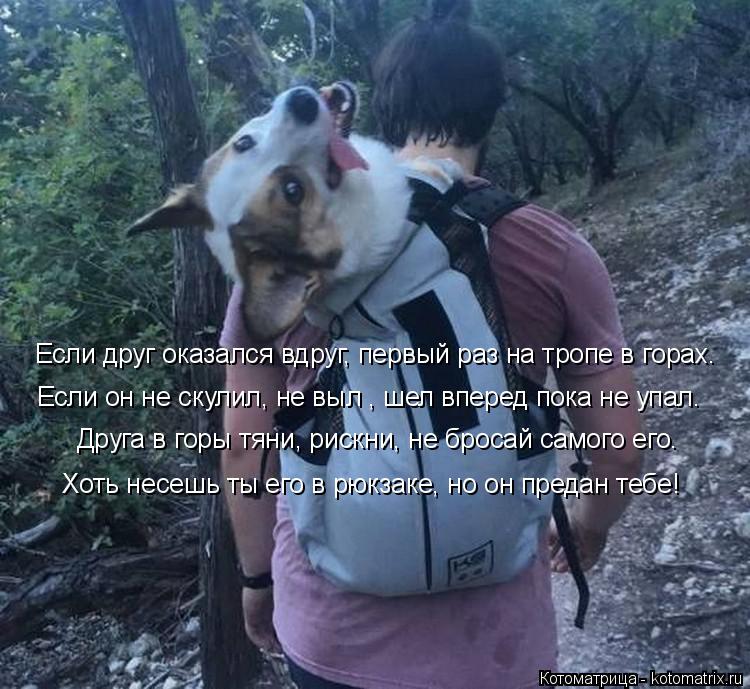 Котоматрица: Если друг оказался вдруг, первый раз на тропе в горах. Друга в горы тяни, рискни, не бросай самого его. Если он не скулил, не выл , шел вперед по