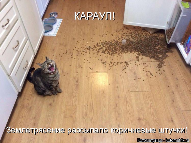 Котоматрица: КАРАУЛ! Землетрясение разсыпало коричневые штучки!