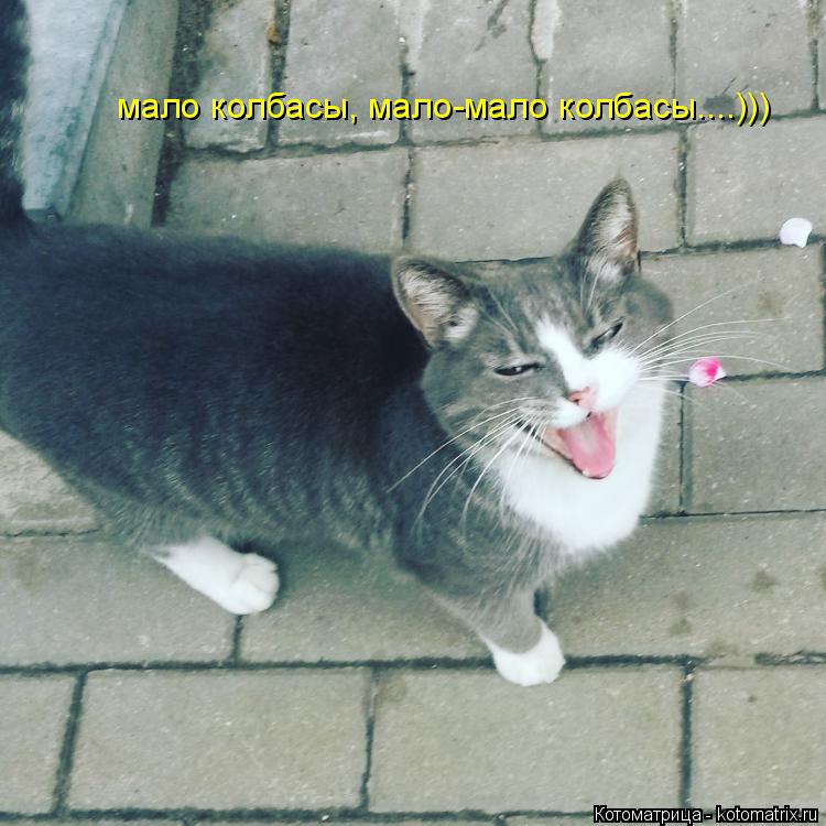 Котоматрица: мало колбасы, мало-мало колбасы....)))