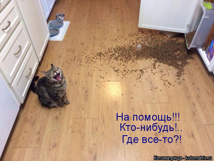 На помощь!!! Кто-нибудь!.. Где все-то?!... Котоматрица: На помощь!!! Кто-нибудь!.. Где все-то?!