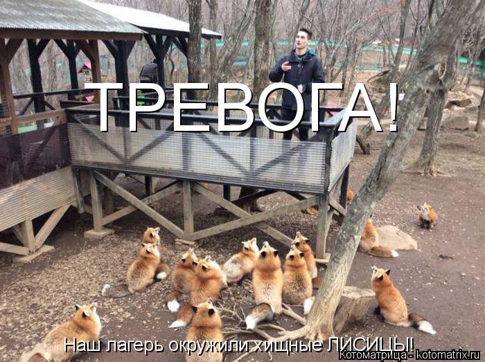 Котоматрица: ТРЕВОГА! Наш лагерь окружили хищные ЛИСИЦЫ!
