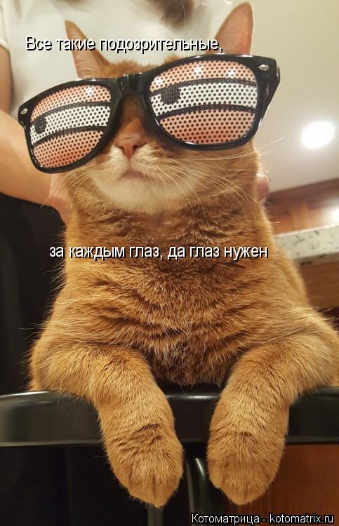 Котоматрица: Все такие подозрительные, за каждым глаз, да глаз нужен
