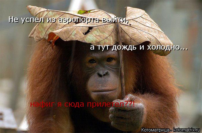 Котоматрица: Не успел из аэропорта выйти, а тут дождь и холодно... нафиг я сюда прилетел??!