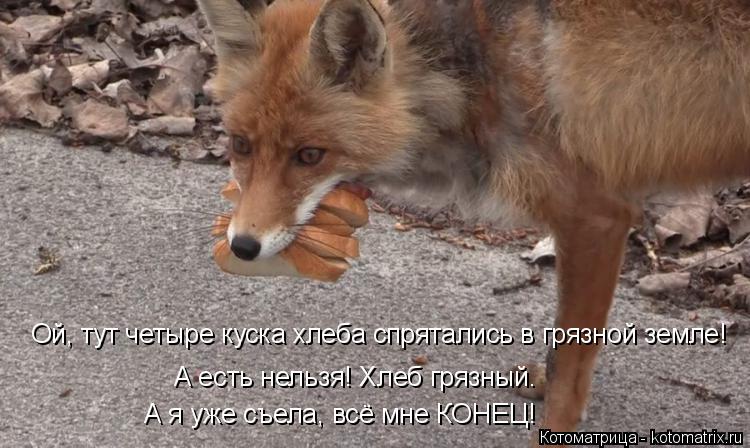Котоматрица: Ой, тут четыре куска хлеба спрятались в грязной земле! А есть нельзя! Хлеб грязный. А я уже съела, всё мне КОНЕЦ!