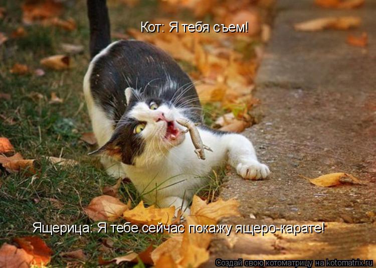 Котоматрица: Кот: Я тебя съем! Ящерица: Я тебе сейчас покажу ящеро-карате!