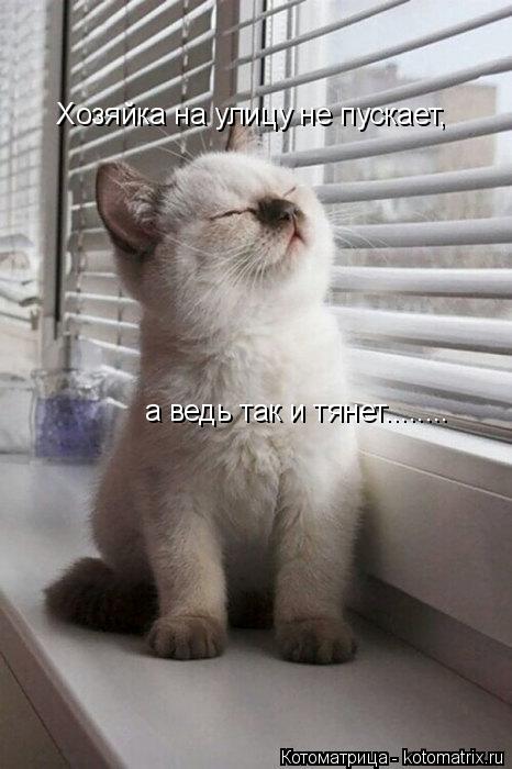 Котоматрица: Хозяйка на улицу не пускает,  а ведь так и тянет........