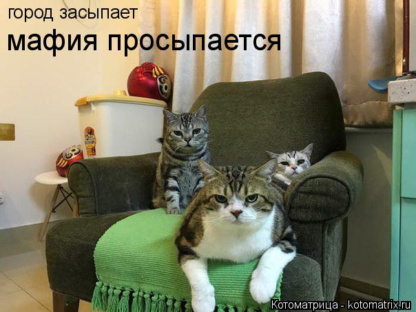Котоматрица: город засыпает мафия просыпается