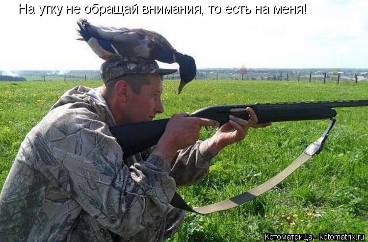Котоматрица: На утку не обращай внимания, то есть на меня!