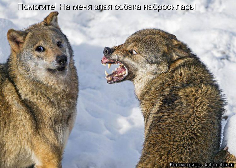 Котоматрица: Помогите! На меня злая собака набросилась!