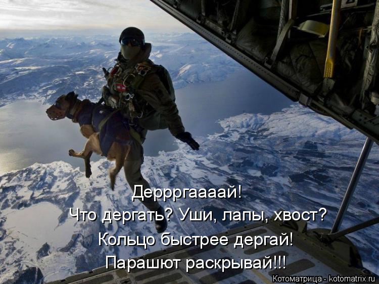Котоматрица: Кольцо быстрее дергай! Парашют раскрывай!!! Что дергать? Уши, лапы, хвост? Деррргаааай!