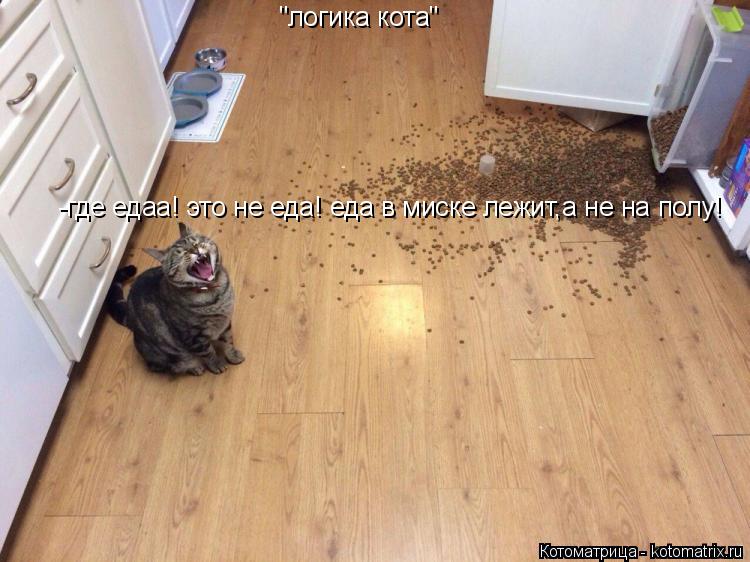 Котоматрица: "логика кота" -где едаа! это не еда! еда в миске лежит,а не на полу!