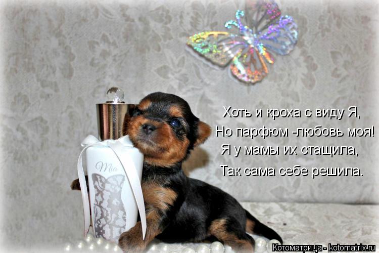Котоматрица: Хоть и кроха с виду Я, Но парфюм -любовь моя! Я у мамы их стащила, Так сама себе решила.