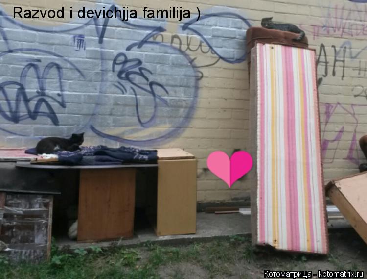 Котоматрица: Razvod i devichjja familija )
