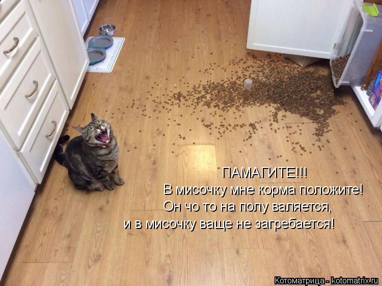 Котоматрица: ПАМАГИТЕ!!! В мисочку мне корма положите! Он чо то на полу валяется, и в мисочку ваще не загребается!