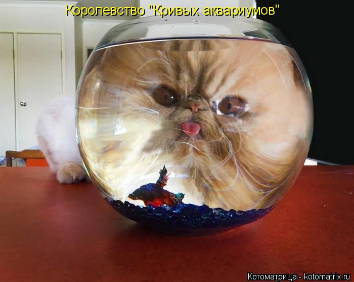 Котоматрица: Королевство "Кривых аквариумов"