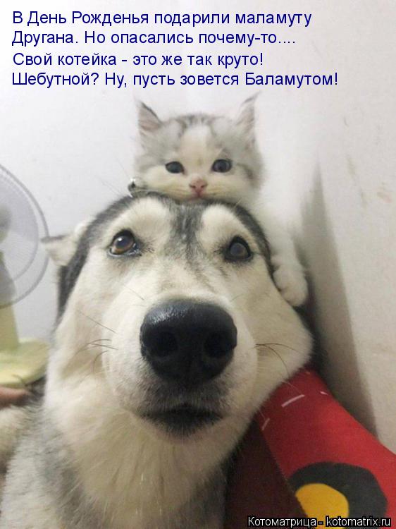 В День Рожденья подарили маламуту Другана. Но опасались почему-то.... Свой котейка - это же так круто... Котоматрица: В День Рожденья подарили маламуту Другана. Но опасались почему-то.... Свой котейка - это же так круто! Шебутной? Ну, пусть зовется Баламутом!