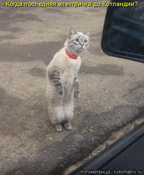 Котоматрица: - Когда последняя электричка до Котландии?