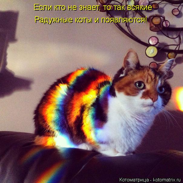 Котоматрица: Если кто не знает, то так всякие Радужные коты и появляются!