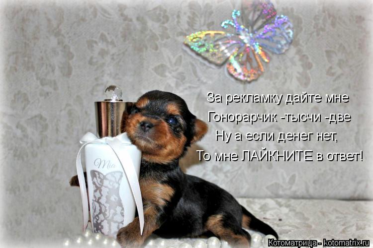 Котоматрица: За рекламку дайте мне Гонорарчик -тысчи -две Ну а если денег нет, То мне ЛАЙКНИТЕ в ответ!