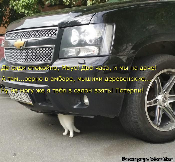 Да сиди спокойно, Маус! Два часа, и мы на даче! А там...зерно в амбаре, мышихи деревенские... Ну не м... Котоматрица: Да сиди спокойно, Маус! Два часа, и мы на даче! А там...зерно в амбаре, мышихи деревенские... Ну не могу же я тебя в салон взять! Потерпи!