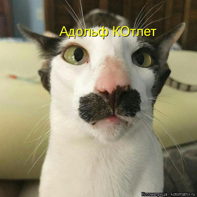 Котоматрица: Адольф КОтлет