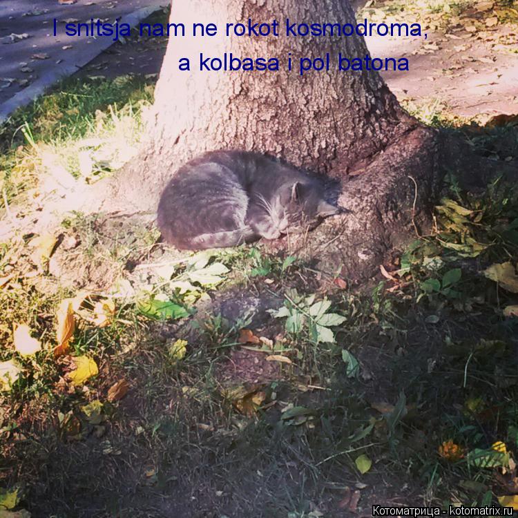 Котоматрица: I snitsja nam ne rokot kosmodroma,  a kolbasa i pol batona
