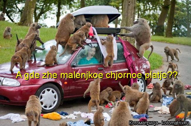 Котоматрица: A gde zhe malenjkoe chjornoe platje??