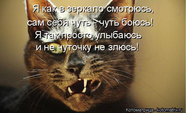 Котоматрица: Я как в зеркало смотрюсь, сам себя чуть - чуть боюсь! и не чуточку не злюсь! Я так просто улыбаюсь