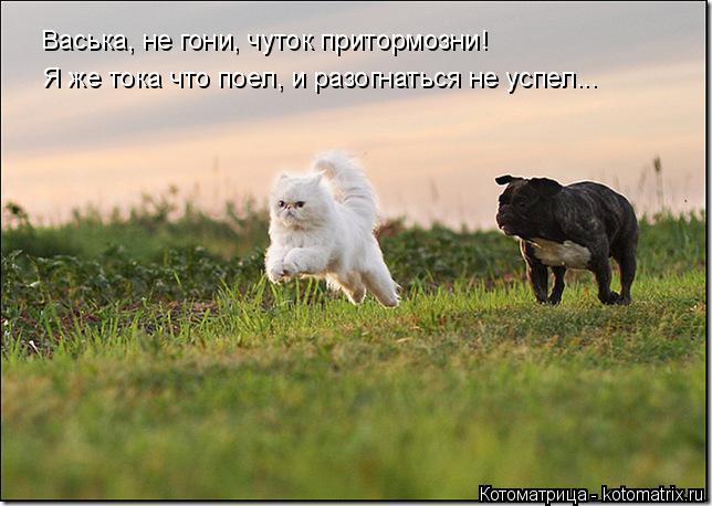 Котоматрица: Васька, не гони, чуток притормозни! Я же тока что поел, и разогнаться не успел...