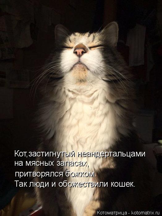 Кот,застигнутый неандертальцами на мясных запасах, притворялся божком. Так люди и обожествили кошек.... Котоматрица: Кот,застигнутый неандертальцами на мясных запасах, притворялся божком. Так люди и обожествили кошек.