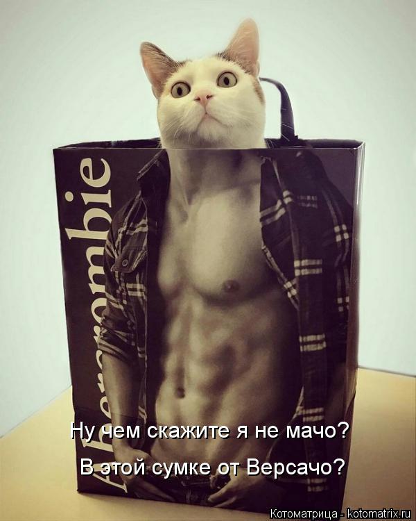 Котоматрица: Ну чем скажите я не мачо? В этой сумке от Версачо?