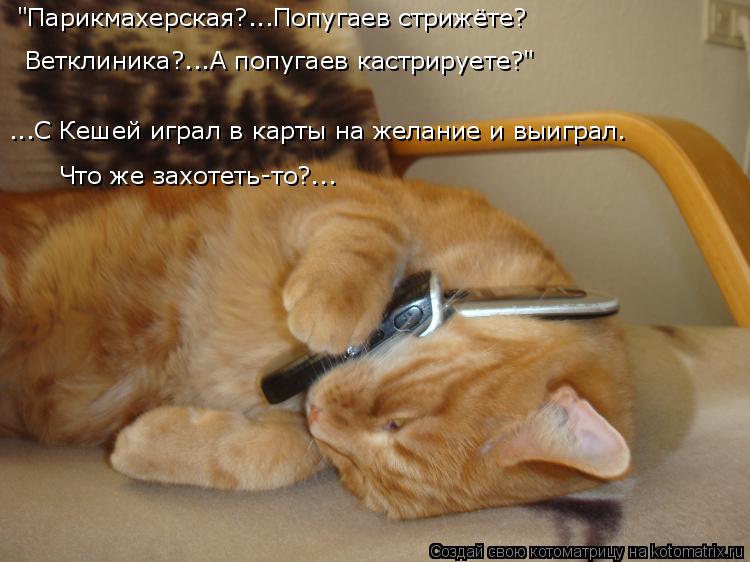 Котоматрица: ...С Кешей играл в карты на желание и выиграл.  Что же захотеть-то?... "Парикмахерская?...Попугаев стрижёте? Ветклиника?...А попугаев кастрируете?
