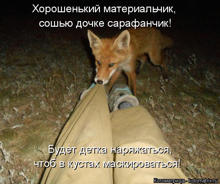 Котоматрица: Будет детка наряжаться, чтоб в кустах маскироваться! Хорошенький материальчик, сошью дочке сарафанчик!
