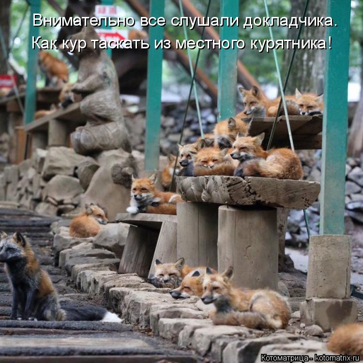 Котоматрица: Внимательно все слушали докладчика. Как кур таскать из местного курятника!