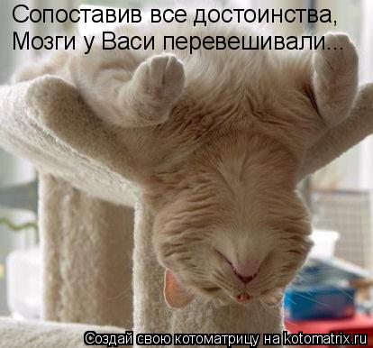 Котоматрица: Сопоставив все достоинства, Мозги у Васи перевешивали...