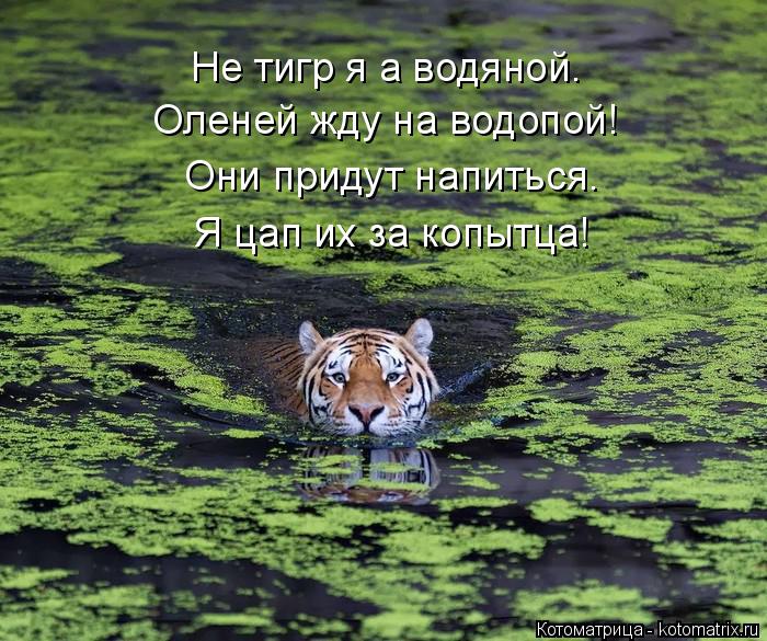 Котоматрица: Оленей жду на водопой! Они придут напиться. Я цап их за копытца! Не тигр я а водяной.
