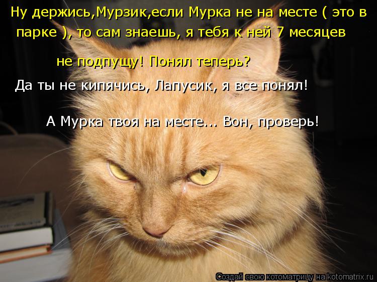 Котоматрица: Ну держись,Мурзик,если Мурка не на месте ( это в парке ), то сам знаешь, я тебя к ней 7 месяцев не подпущу! Понял теперь? Да ты не кипячись, Лапус