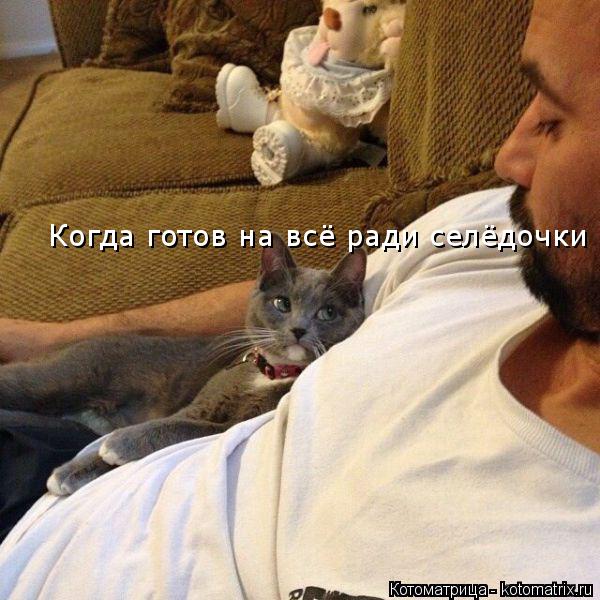 Котоматрица: Когда готов на всё ради селёдочки