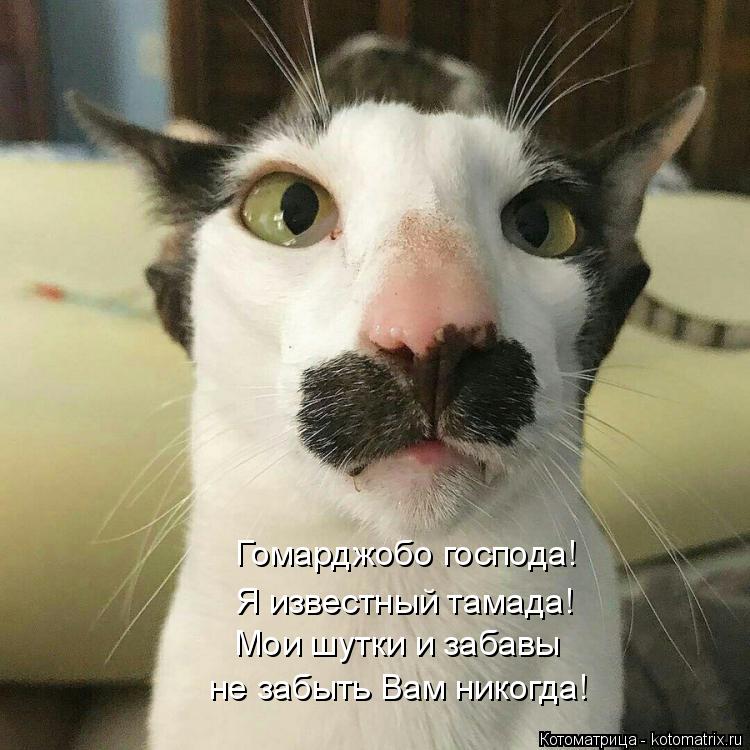 Котоматрица: Гомарджобо господа! Мои шутки и забавы не забыть Вам никогда! Я известный тамада!