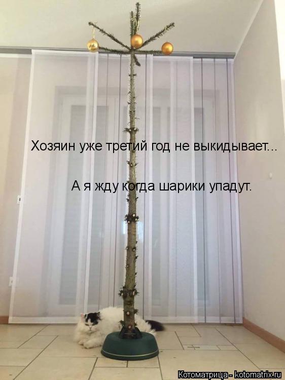 Котоматрица: Хозяин уже третий год не выкидывает... А я жду когда шарики упадут.